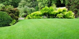 lawn care quotes